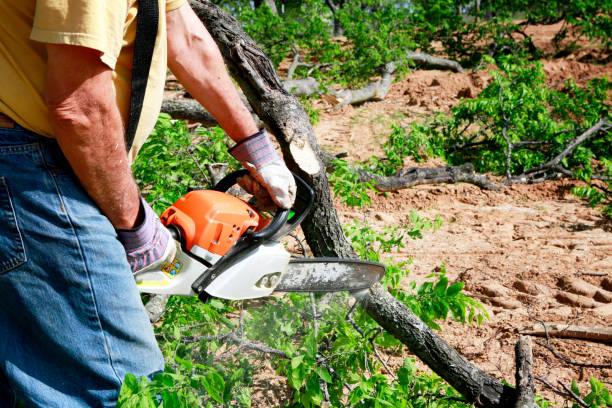 Best Tree Clearing Services  in Conestee, SC